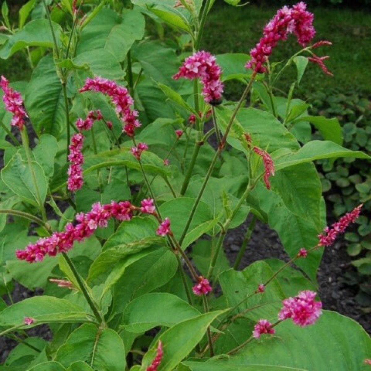 中国 埃及 秘鲁 印度都是世界上使用植物 堆糖 美图壁纸兴趣社区