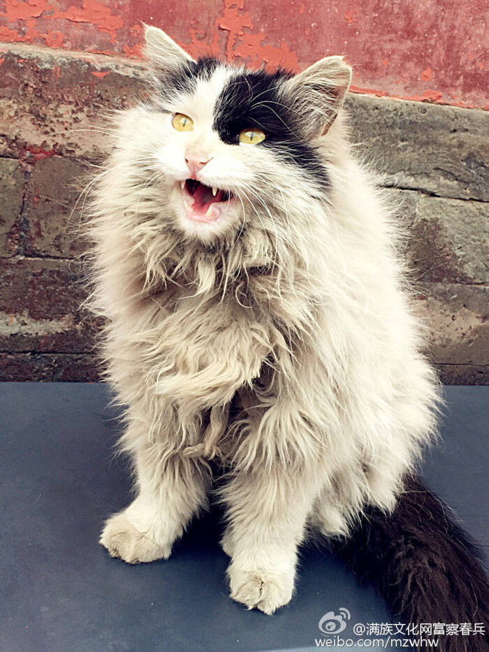 故宫猫,超凶