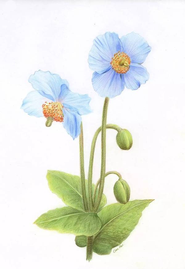 彩铅画画花不辜负这春暖花开