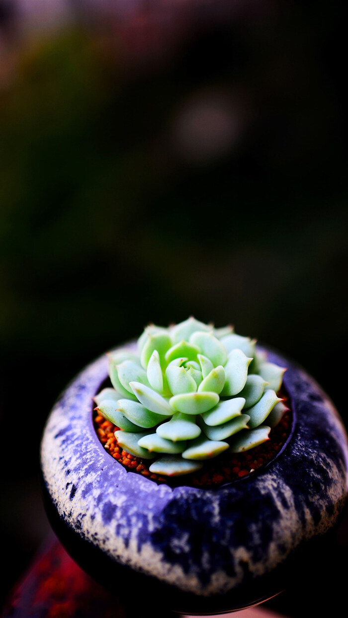 多肉植物图片手机壁纸