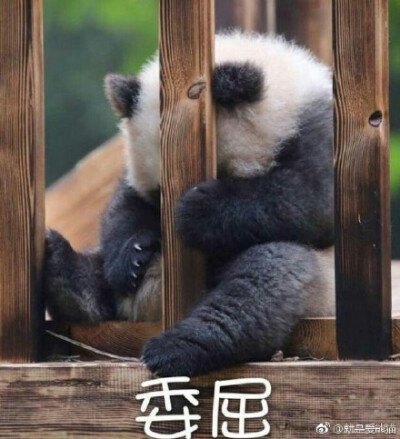 滚滚滚表情包