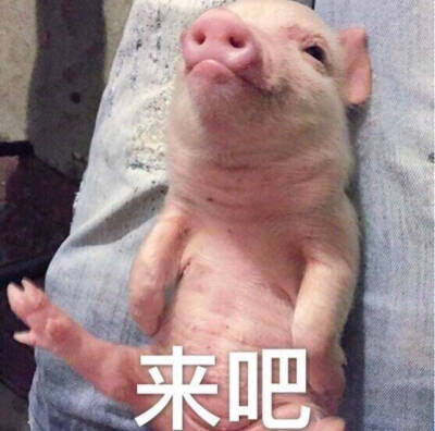 可爱宠物猪表情包 可爱的猪猪卖萌表情包
