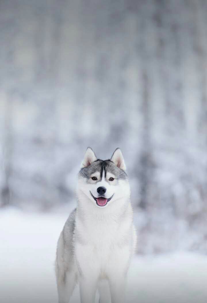 雪中哈士奇