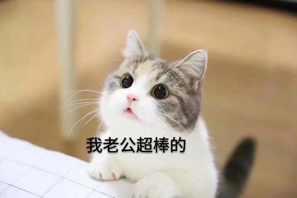 猫咪 撒娇表情包 可爱 萌宠