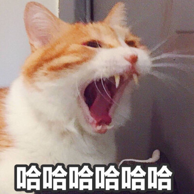 哈哈哈哈哈 猫日