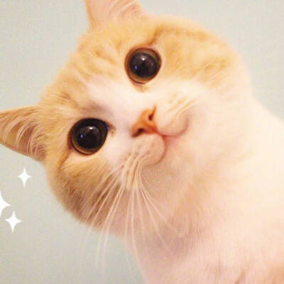 猫猫头像