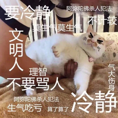 猫表情包可爱 不生气