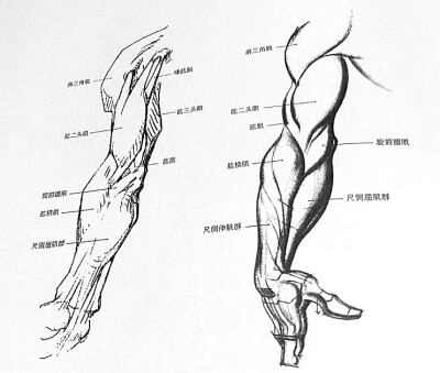 肢体解剖人体透视素描素材