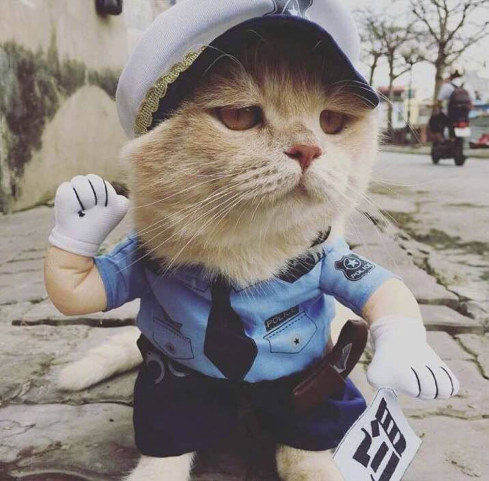 猫,可爱的傻猫,喵猫,傻猫