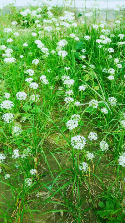 韭菜花拌面