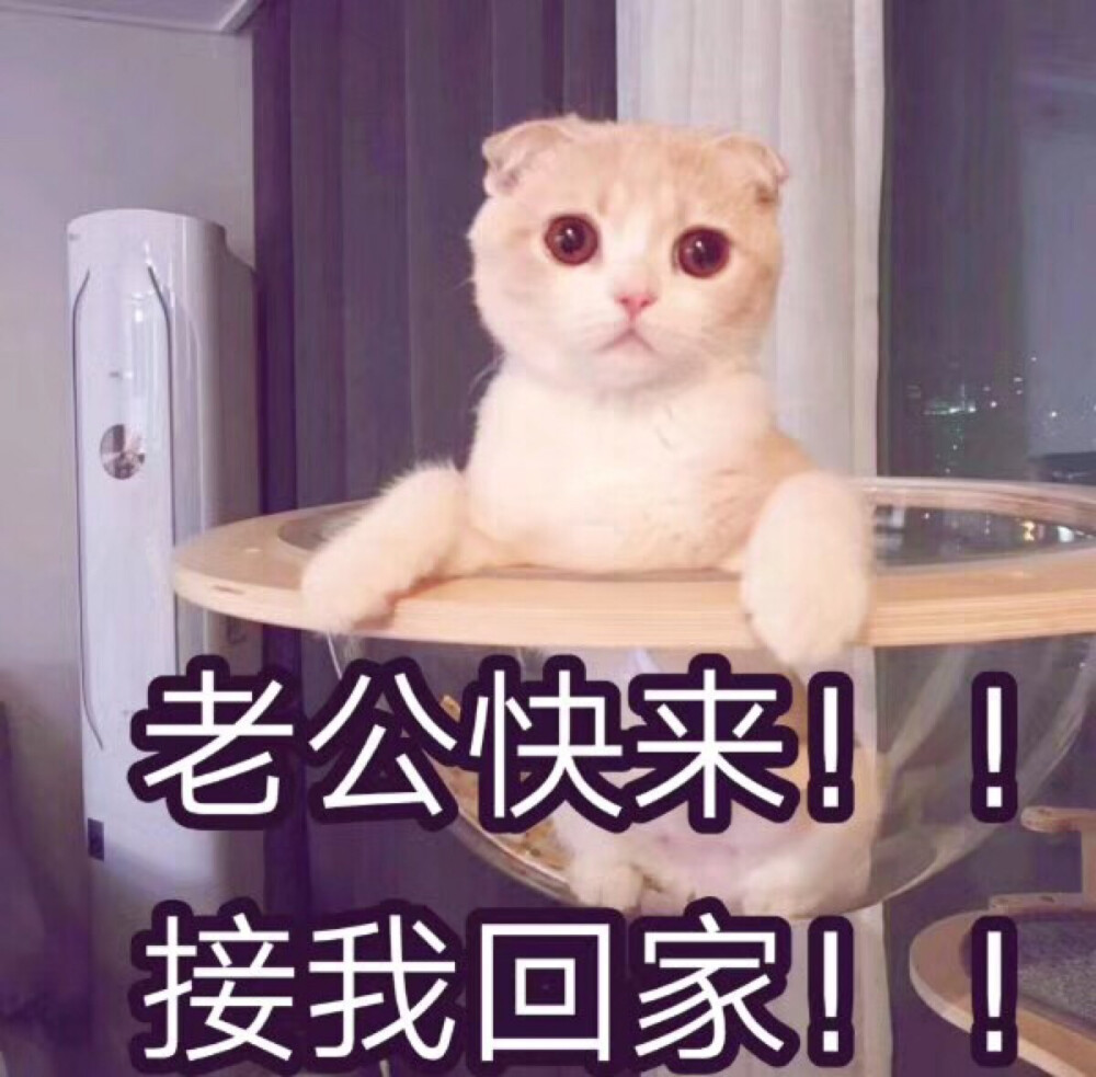 可爱,老公老婆,表情包.
