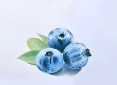 彩铅手绘# 蓝莓(作者:@欧阳贝)