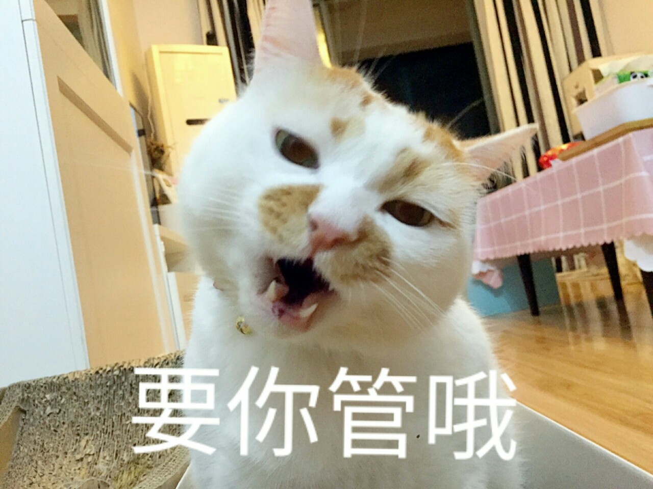 楼楼表情包 猫