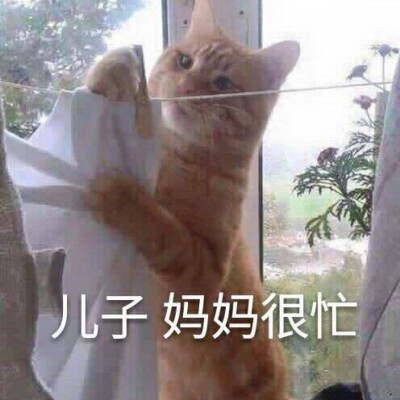 儿子妈妈很忙 猫表情包