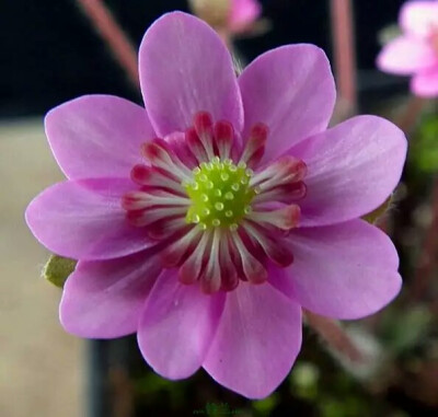 鲜花素材