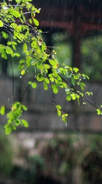 中国书画诗词院#「 秋雨绵绵… 」