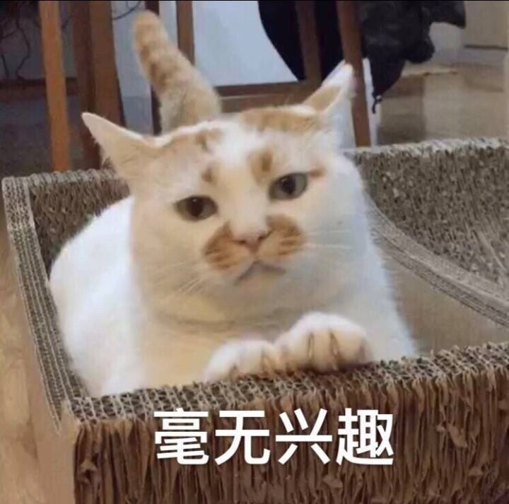 楼楼猫 表情