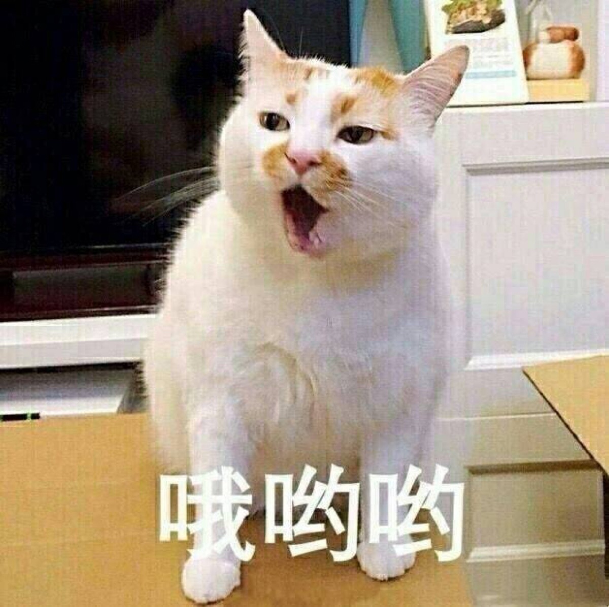 "合集一波"猫猫表情包,贱萌或可爱,陪你搞怪或深爱.