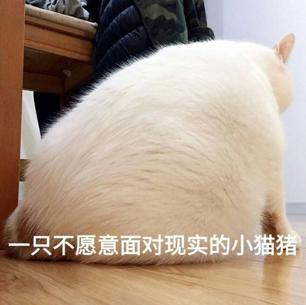 表情包 一只不愿意面对现实的小猫猪