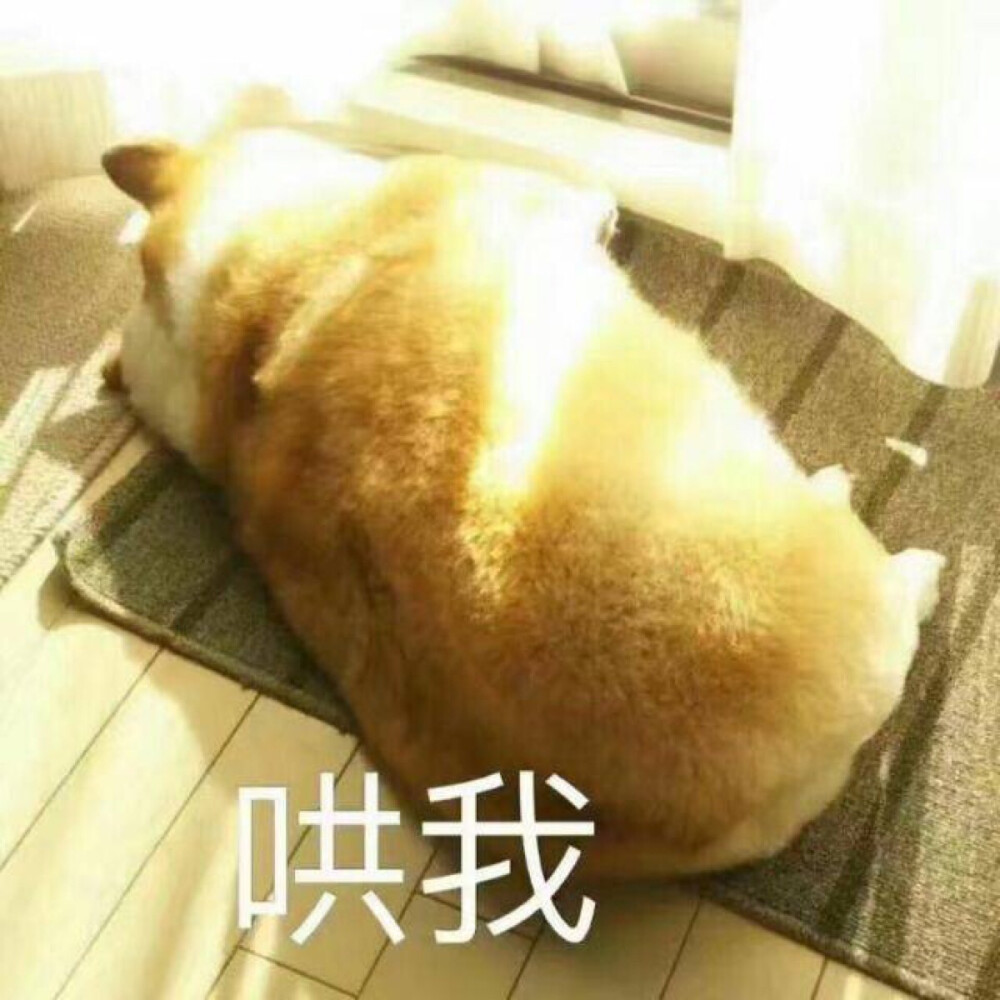 柯基表情包