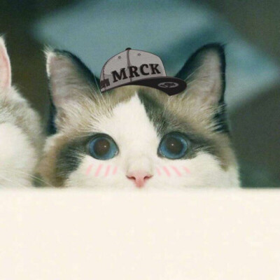 情头 猫 可爱 萌 头像 表情包 搞笑