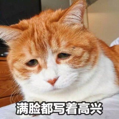 猫咪探头表情包