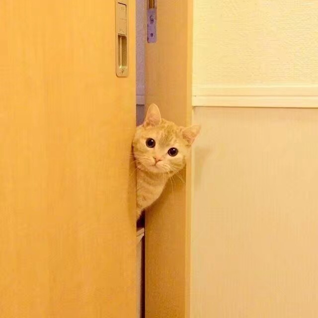 看橘猫从门缝里钻出