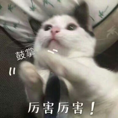 猫咪探头表情包