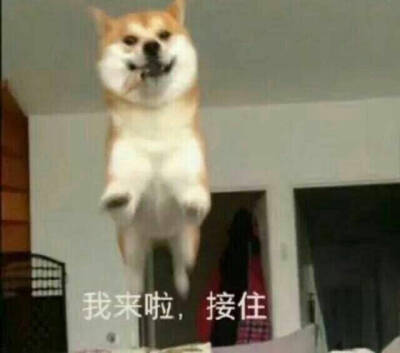 柴犬表情包