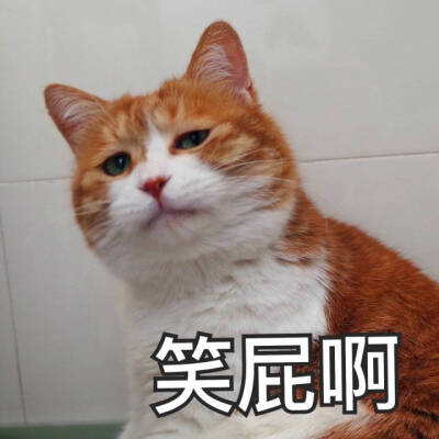 猫咪表情包 笑屁啊