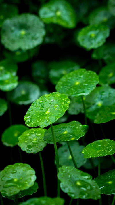 雨天