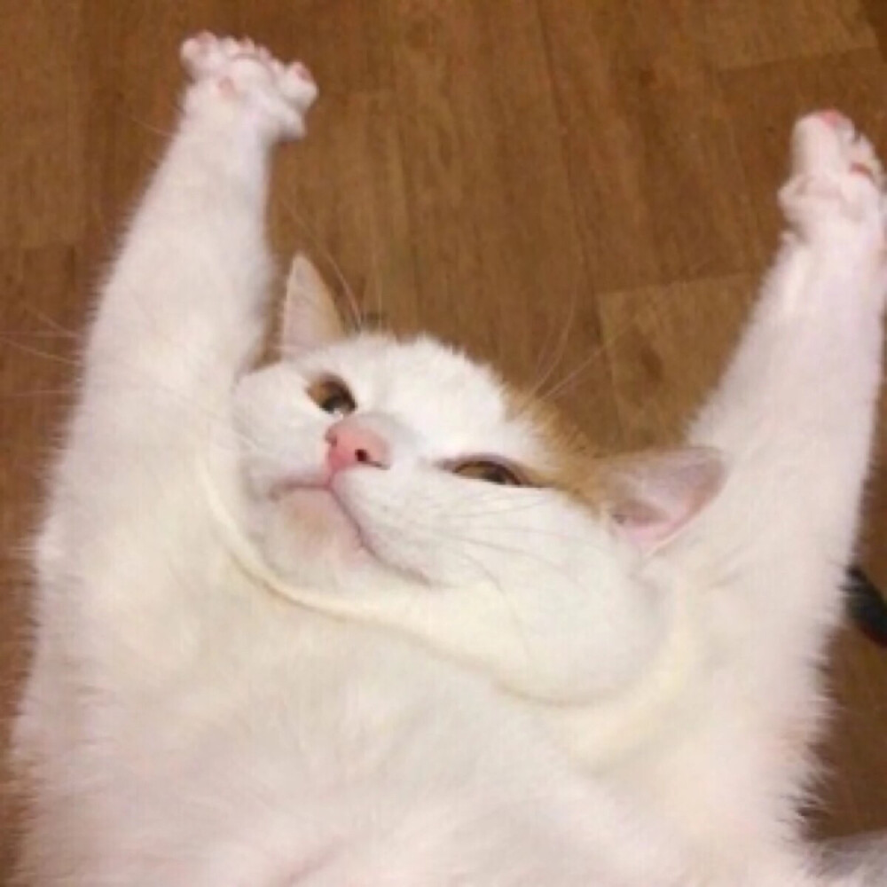 猫表情包可爱伸懒腰