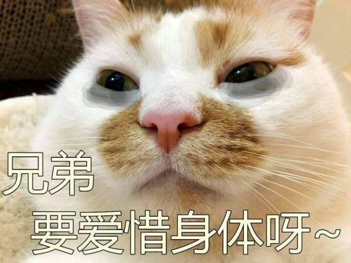 猫表情包可爱 更新一波楼楼,想哭-堆糖,美好生活研究所