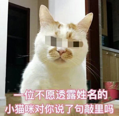 猫咪表情包超级可爱萌