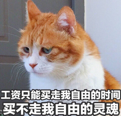 表情包 工资买不走我自由的灵魂