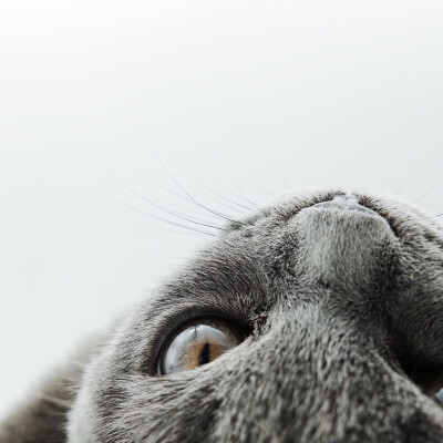猫头像仰头