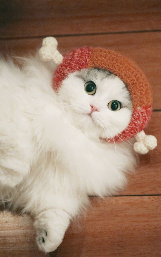 狐狸&馒头 布偶猫