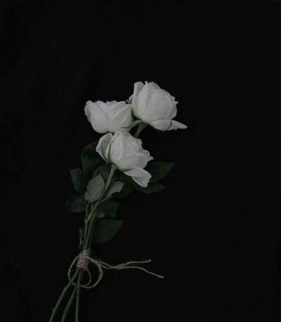 发布到  葬礼 图片评论 0条  收集   点赞  评论  白玫瑰 背景图 0