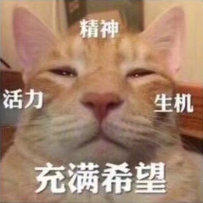猫咪探头表情包