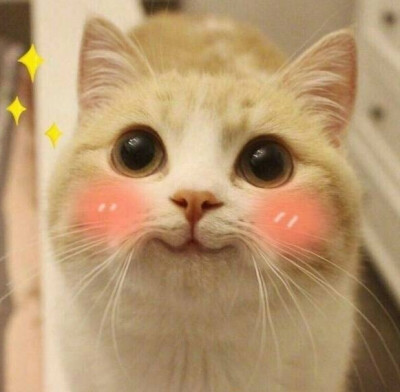 猫咪bobi酱头像