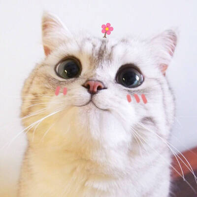 猫咪美锅头像
