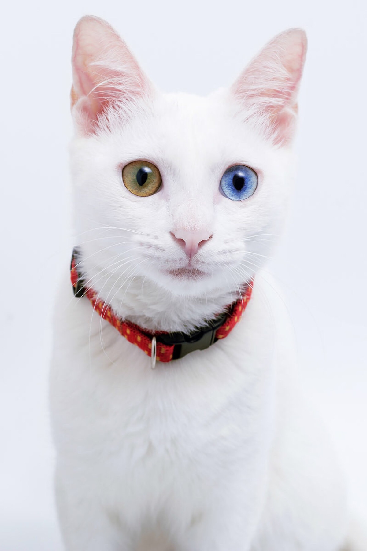 猫咪常见眼部疾病图鉴|养猫家长建议收藏 - 知乎