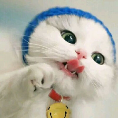 猫咪情头