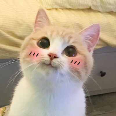 沙雕猫咪表情