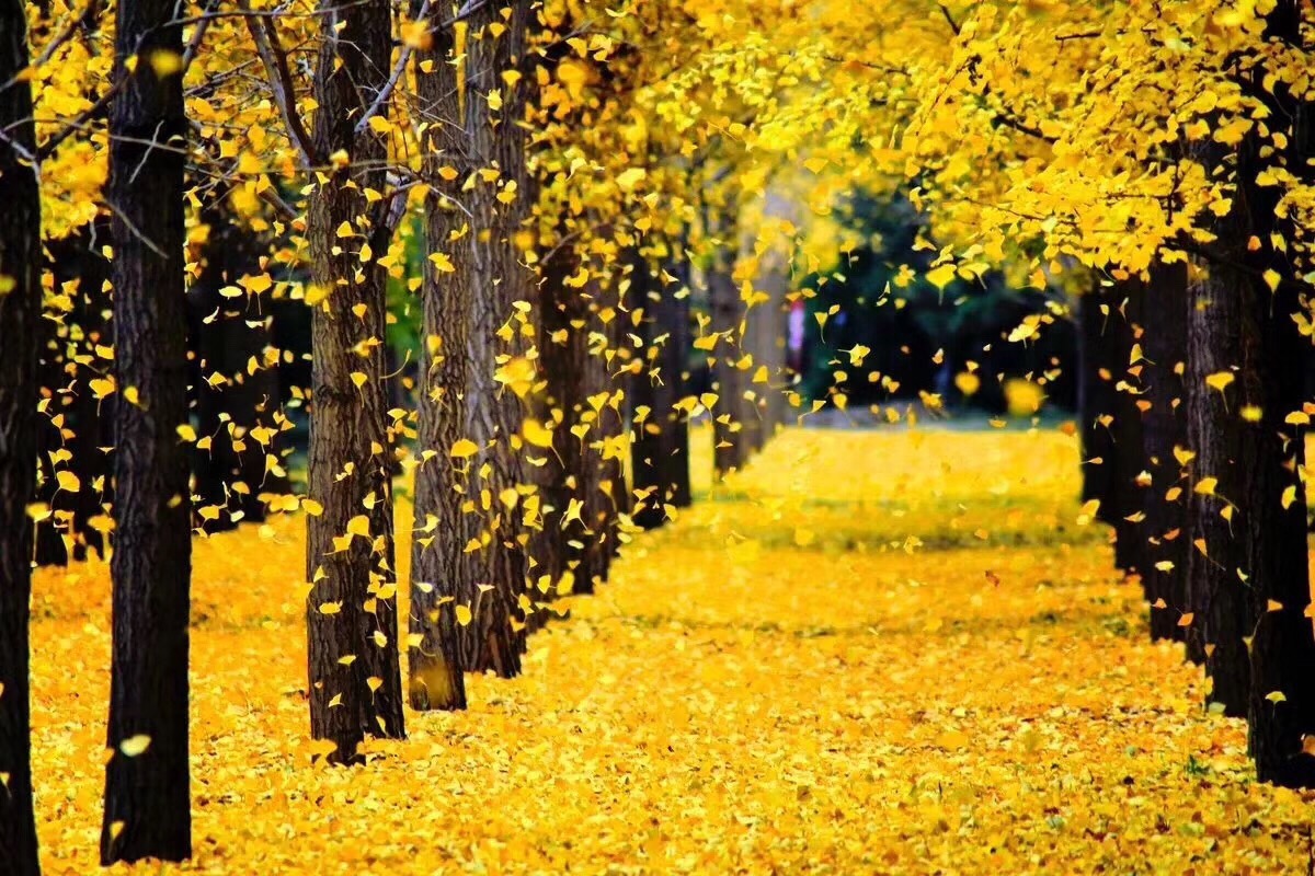 深秋落叶唯美自然风景桌面壁纸-壁纸图片大全