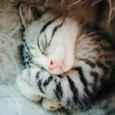 晚安猫咪表情包