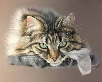 动物 图片评论 0条  收集   点赞  评论  逼真的猫咪手绘 彩铅插画 by