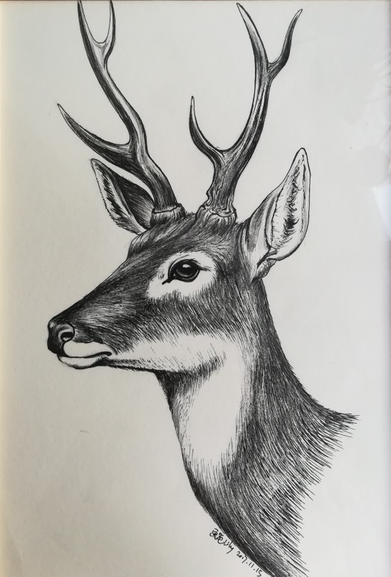 签字笔和黑色彩铅笔手绘鹿头