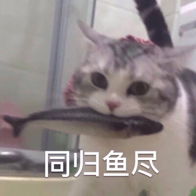 猫猫表情包