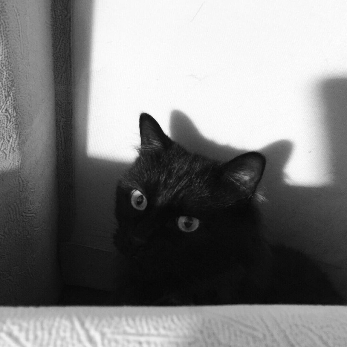 蓝眼的黑猫壁纸，很有霸气的，只有一个头的，想找来做手机壁纸_百度知道